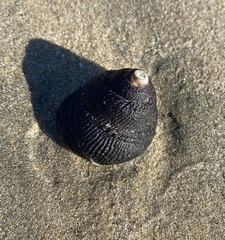 Tegula argyrostoma