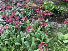 Primula japonica