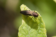 Agrilus cuprescens