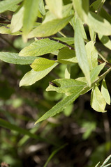 Agrilus cuprescens