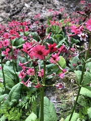 Primula japonica