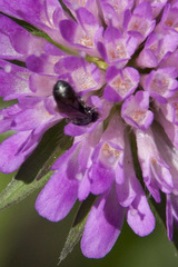 Ceratina cucurbitina