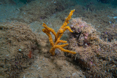 Phycopsis fusiformis