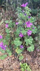 Malva sylvestris