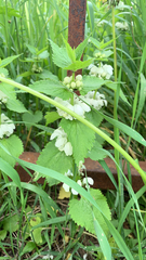 Lamium album