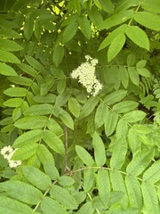 Sorbus aucuparia