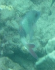 Parupeneus insularis