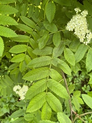 Sorbus aucuparia