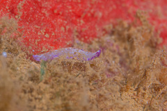 Pseudoceros goslineri