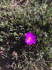 Lampranthus diutinus
