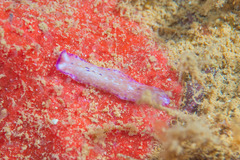 Pseudoceros goslineri