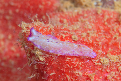 Pseudoceros goslineri