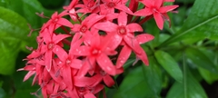 Knoxieae