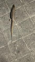 Plestiodon chinensis