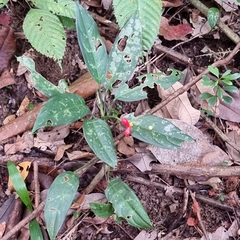 Aglaonema commutatum