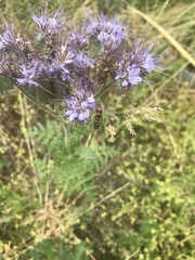 Epistrophe grossulariae