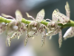 Pleurothallis
