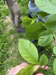 Ulmus laevis