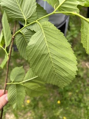 Ulmus laevis