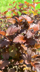 Physocarpus opulifolius