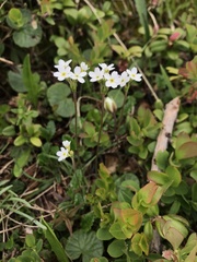 Androsace adfinis brigantiaca