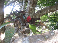 Aechmea fulgens