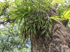 Dendrobium crepidatum