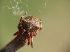 Gibbaranea bituberculata