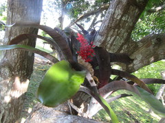 Aechmea fulgens