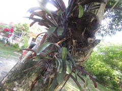 Aechmea fulgens