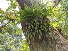 Dendrobium crepidatum