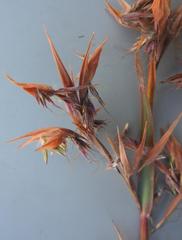 Cymbopogon nardus
