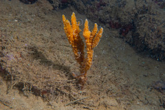 Phycopsis fusiformis