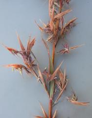 Cymbopogon nardus