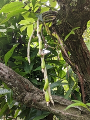 Dendrobium polyanthum