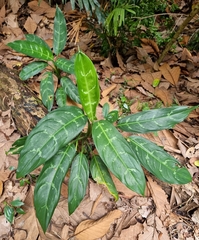 Aglaonema commutatum