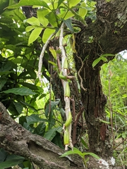 Dendrobium polyanthum