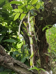 Dendrobium polyanthum