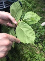 Ulmus laevis