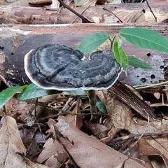 Sanguinoderma rugosum