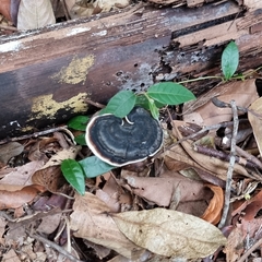 Sanguinoderma rugosum