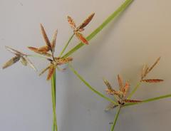 Cyperus amabilis