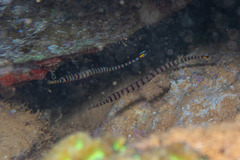 Dunckerocampus chapmani