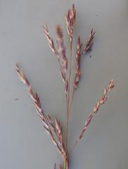 Eragrostis inamoena