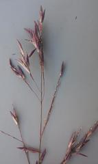 Eragrostis inamoena