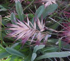 Eragrostis patens