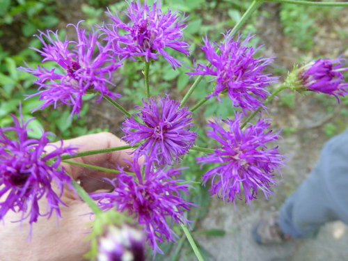 Vernonia acaulis (Walter) Gleason