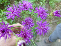 Vernonia acaulis