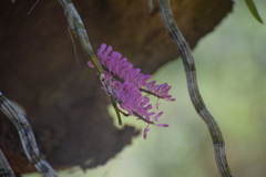 Dendrobium secundum