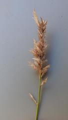 Eragrostis nindensis